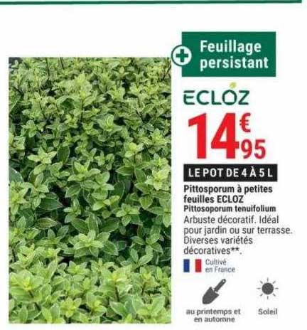 pittosporum à petites feuilles ecloz pittosporum tenuifollum