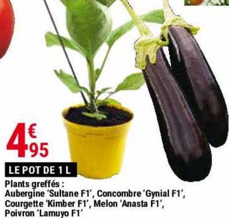 plants greffés : aubergine 'sultane f1', concombre 'gynial f1', courgette 'kimber f1s', melon 'anasta f1', poivron 'lamuyo f1'