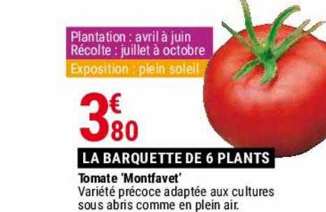 tomate 'montfavet'