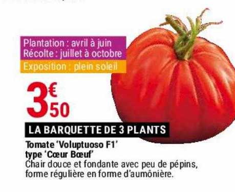 tomate 'voluptuoso f1' type 'cœur bœuf'