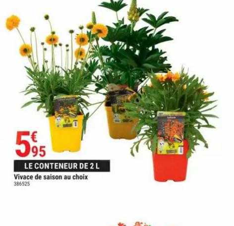 vivace de saison au choix