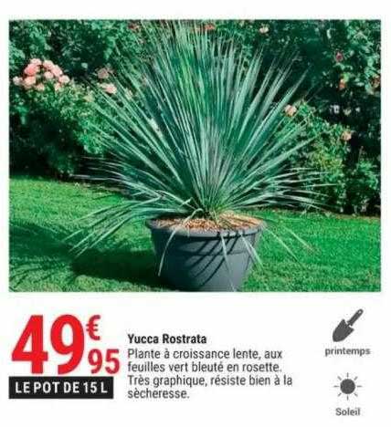 yucca rostrata