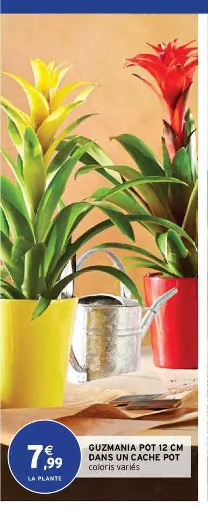 Guzmania Pot 12 Cm Dans Un Cache Pot