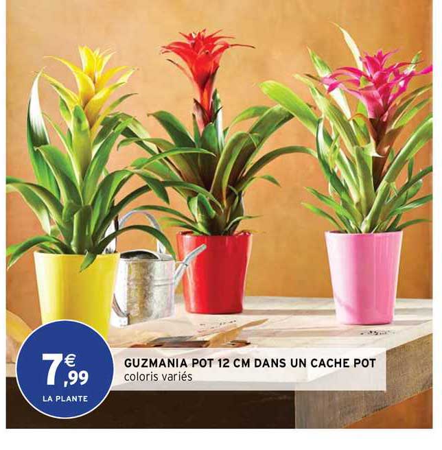guzmania pot 12 cm dans un cache pot