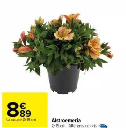 alstroemeria