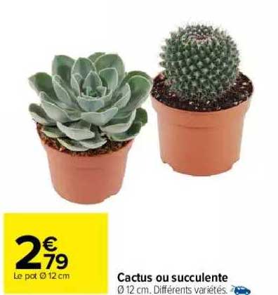 Cactus Ou Succulente