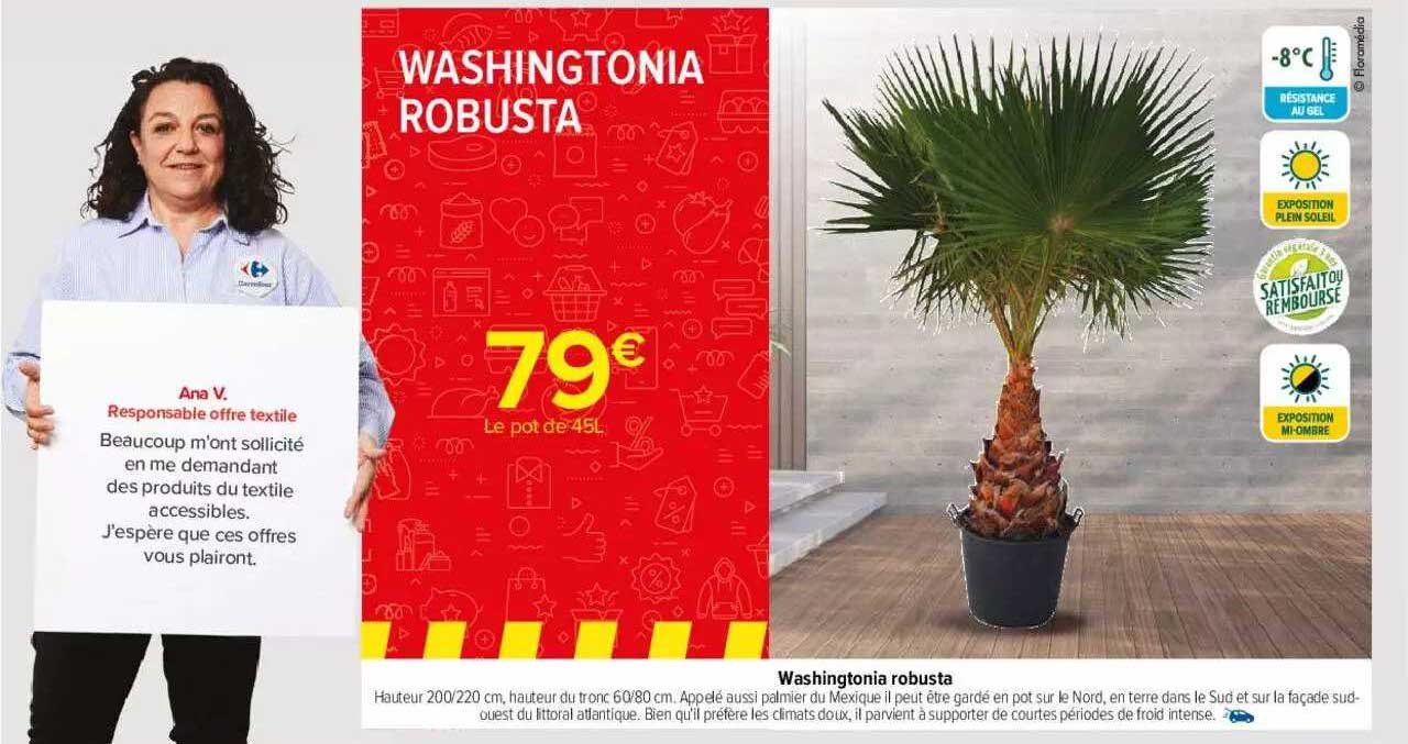 washingtonia robusta