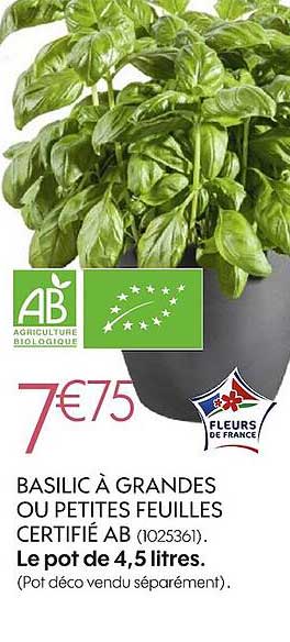 Basilic à Grandes Ou Petites Feuilles Certifié Ab