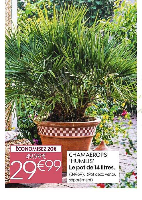 chamaerops «humilis»