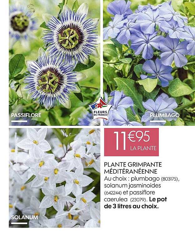 plante grimpante méditerranéenne