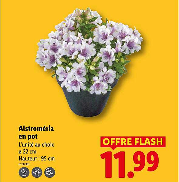 Alstroméria en pot