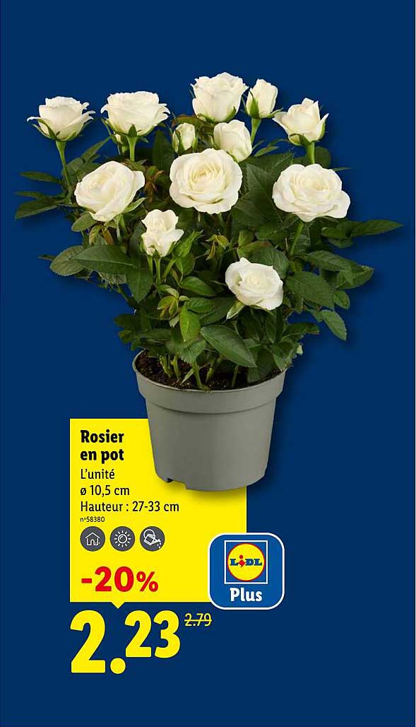 Rosier en pot