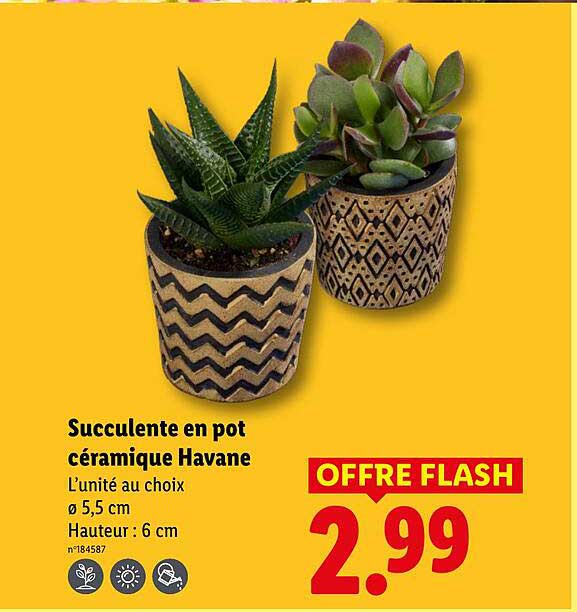 Succulente en pot céramique Havane