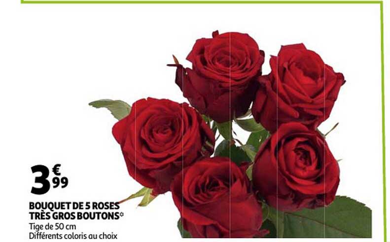 bouquet de 5 roses très gros boutons