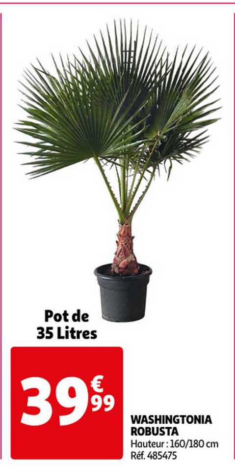 Washingtonia Robusta