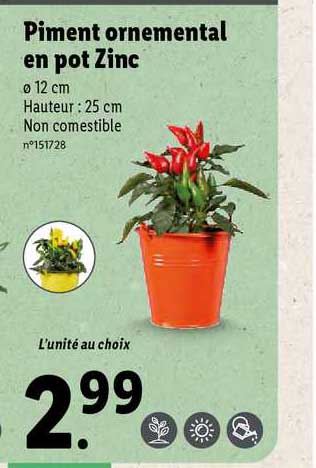 piment ornemental en pot zinc