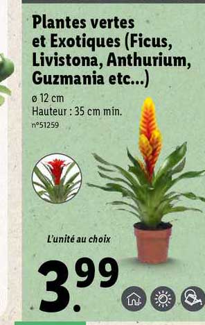 plante vertes et exotiques (ficus, livistona, anthurium, guzmania etc...)