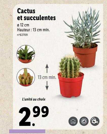 Promo Cactus Et Succulentes chez Lidl - iCatalogue.fr