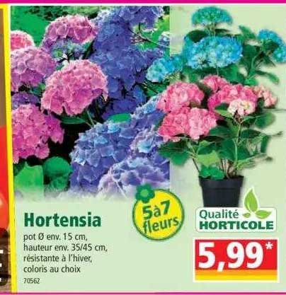 Hortensia