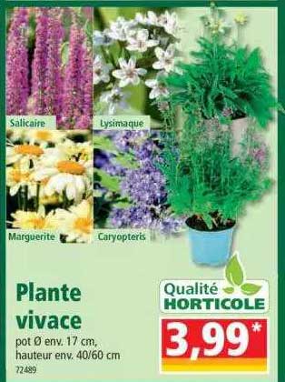 plante vivace