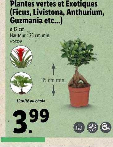 plantes vertes et exotiques (ficus, livistona, anthurium, guzmania etc...)