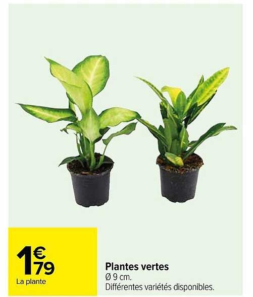 Plantes Vertes