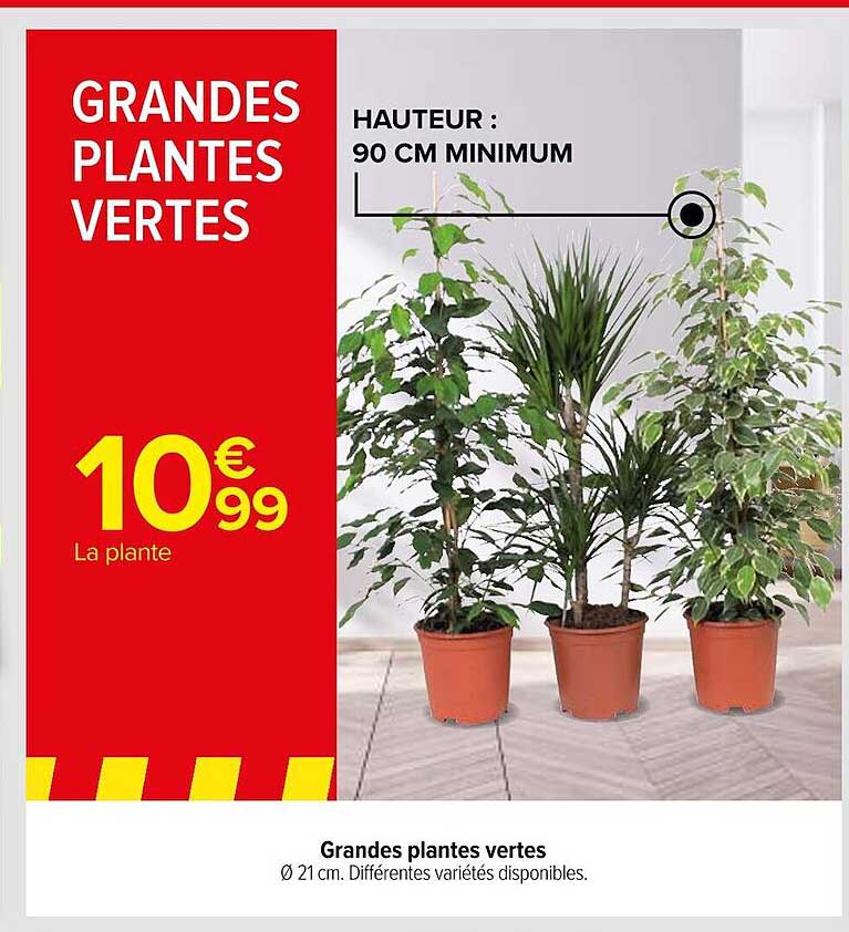 grandes plantes vertes