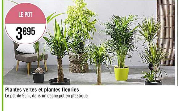 plantes vertes et plantes fleuries