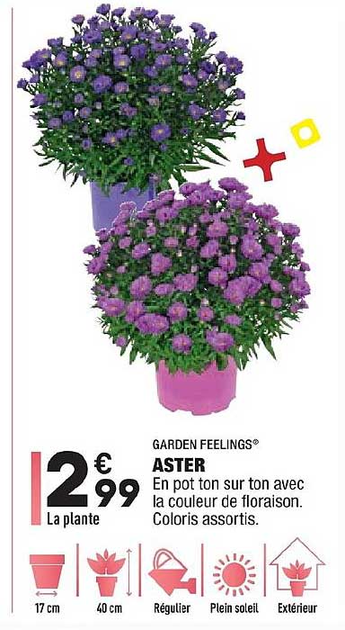 aster garden feelings