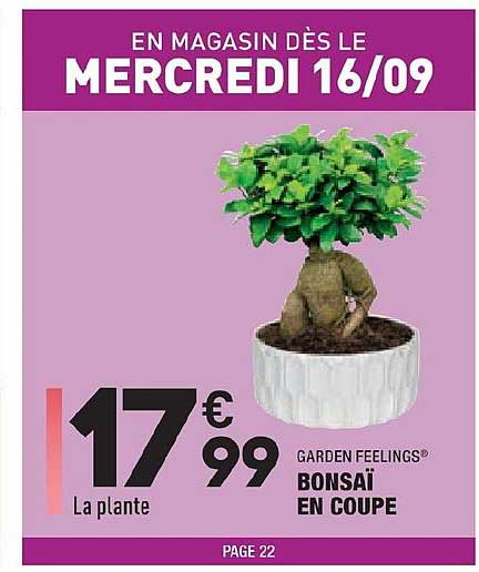 bonsaï en coupe garden feelings