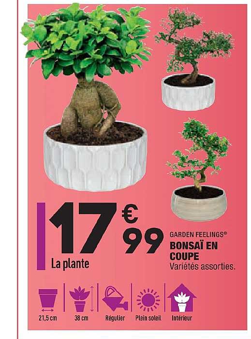 bonsaï en coupe garden feelings