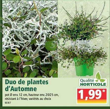 Duo De Plantes D'automne Qualité Horticole