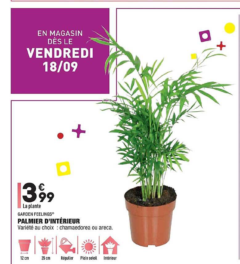 palmier d'intérieur garden feelings