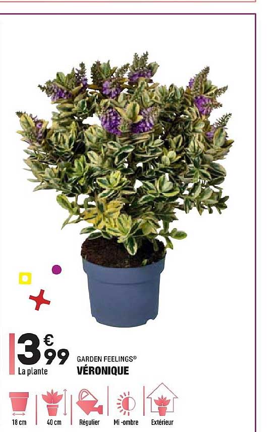 véronique garden feelings