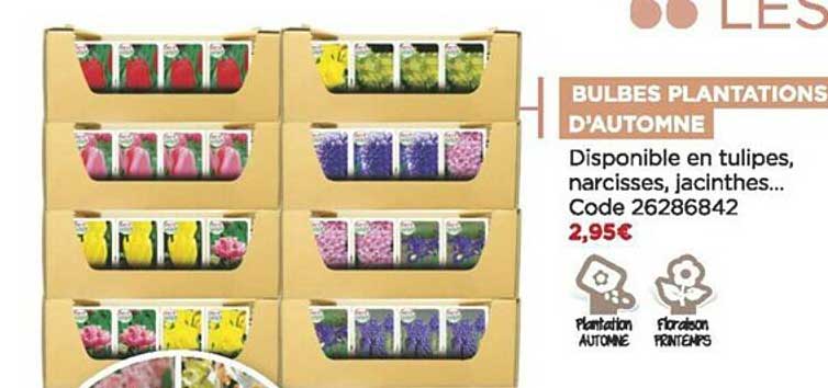 bulbes plantations d'automne