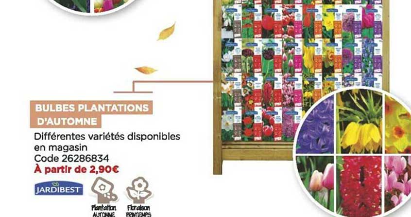 bulbes plantations d'automne jardibest