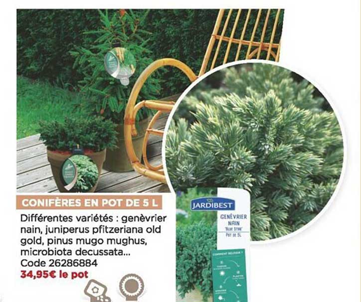 conifères en pot de 5 l jardibest
