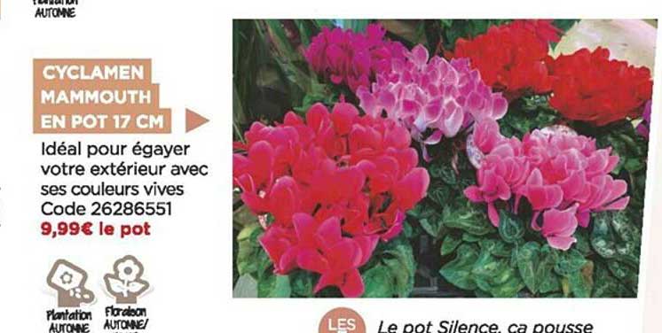 Cyclamen Mammouth En Pot 17 Cm
