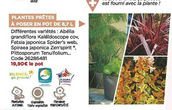 plantes prêtes à poser en pot de 8,7 l