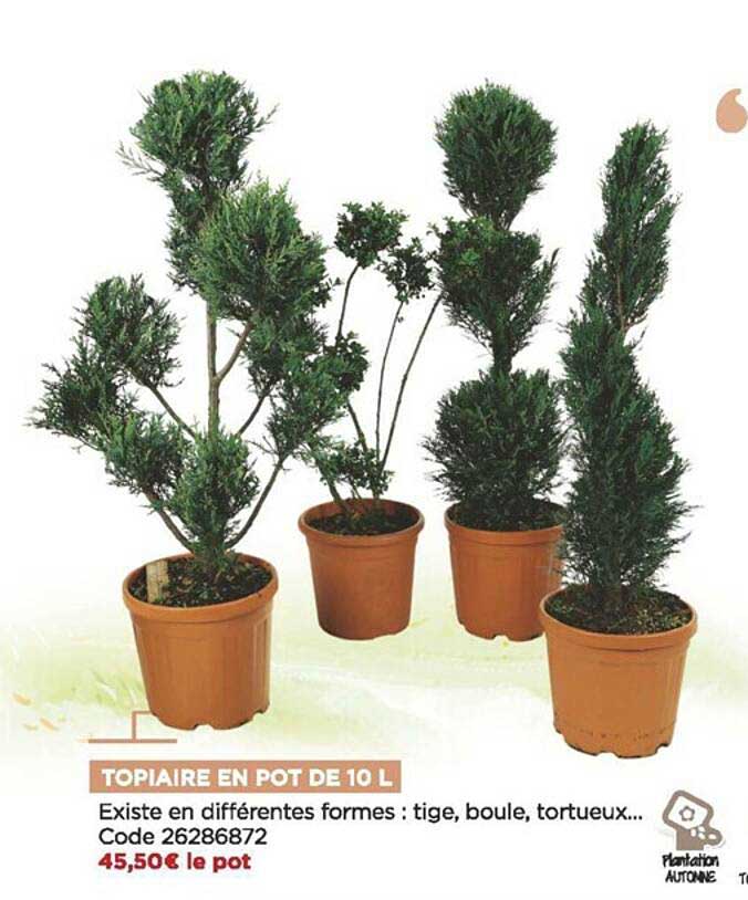 topiaire en pot de 10 l
