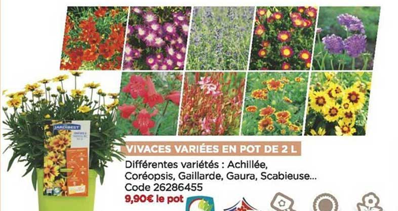 vivaces variées en pot de 2 l jardibest