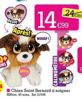 chien saint bernard à soigner