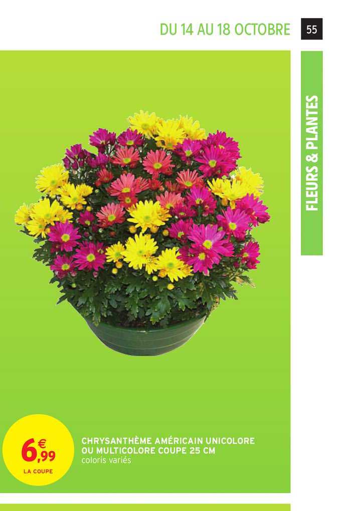 Chrysanthème Américain Unicolore Ou Multicolore Coupe 25 Cm