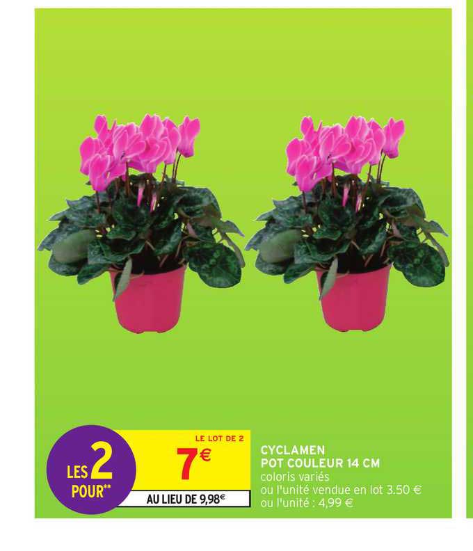 Cyclamen Pot Couleur 14 Cm