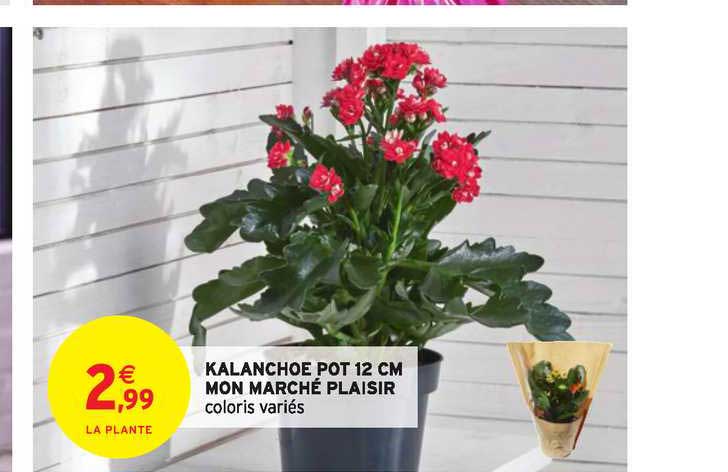kalanchoe pot 12 cm mon marché plaisir