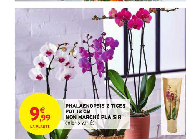 phalaenopsis 2 tiges pot 12 cm mon marché plaisir