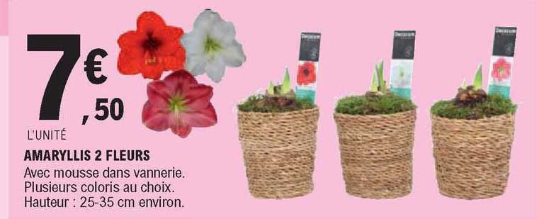 amaryllis 2 fleurs
