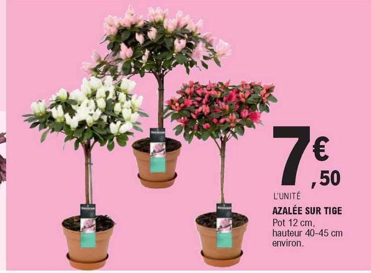 azalée sur tige