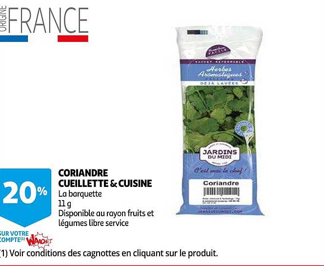 Coriandre Cueillette & Cuisine