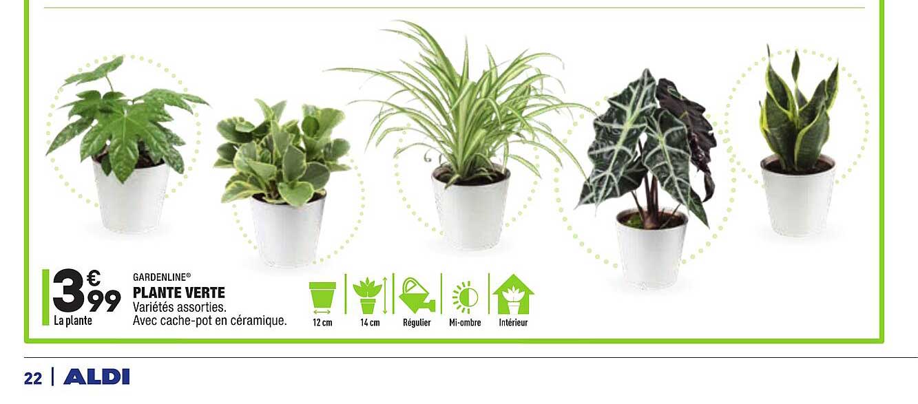 Gardenline Plante Verte